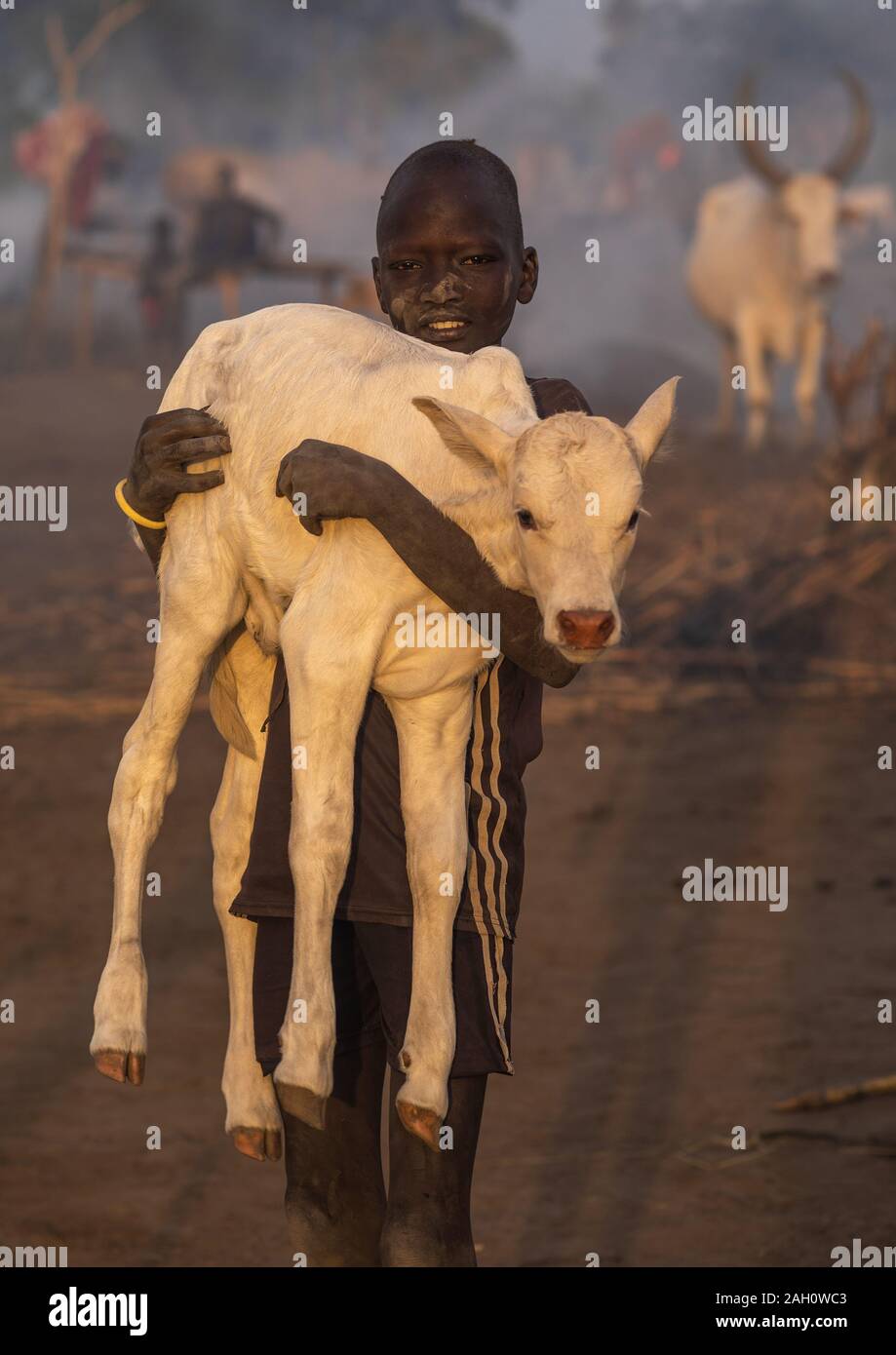 Mundari tribe boy carrying un veau dans un camp, l'Équatoria central, Terekeka, au Soudan du Sud Banque D'Images