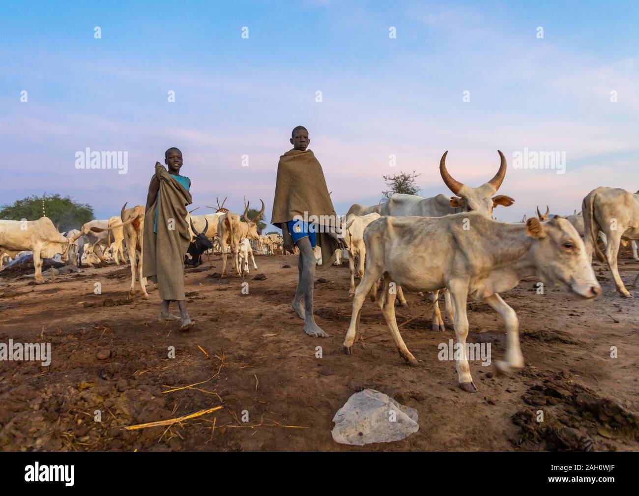 Mundari tibe garçons prendre soin de l'clong cornes vaches dans le camp, l'Équatoria central, Terekeka, au Soudan du Sud Banque D'Images