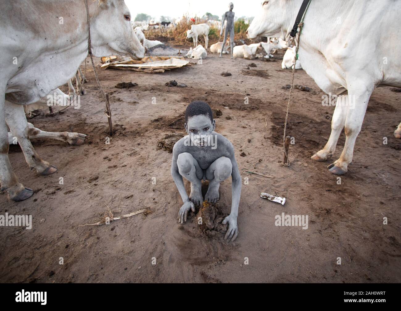 Mundari tribe boy vache séchées dungs collecte pour faire des feux pour éloigner les moustiques et les mouches, l'Équatoria central, Terekeka, au Soudan du Sud Banque D'Images