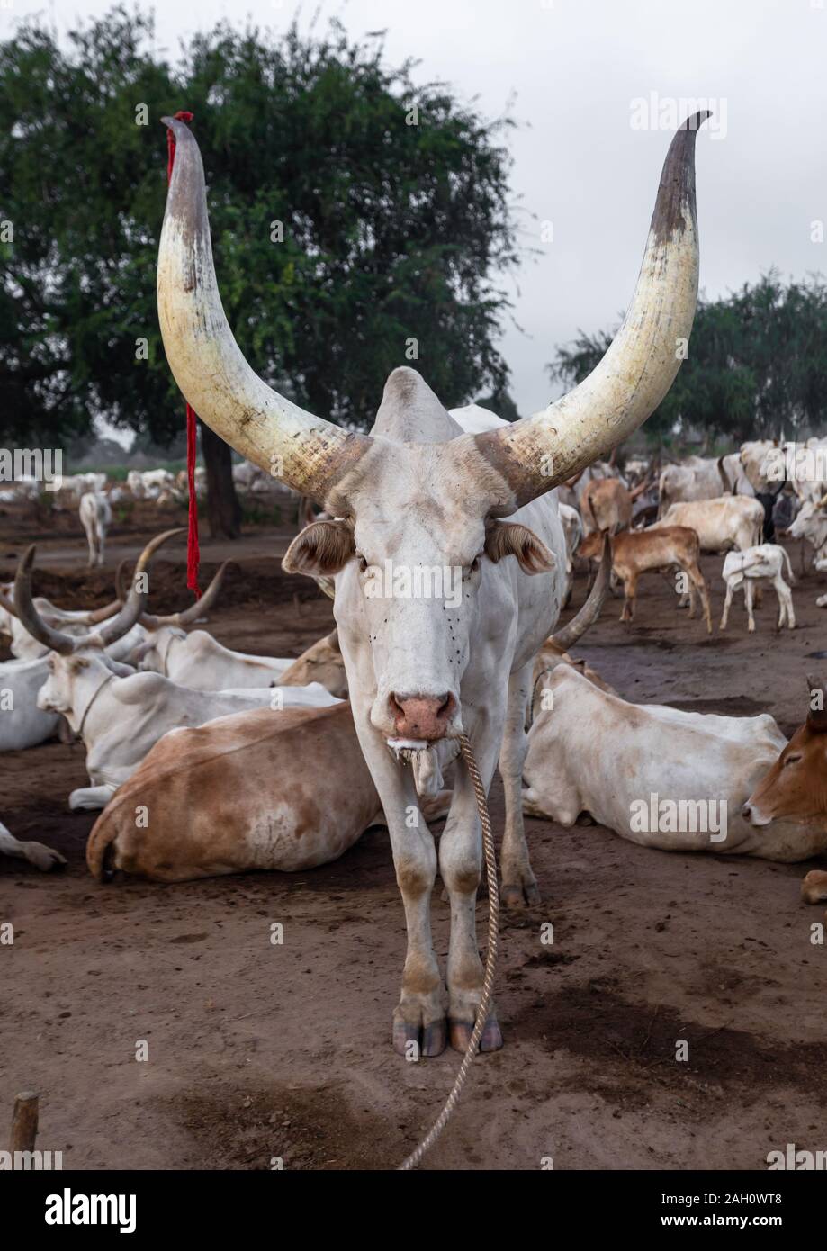 Longues cornes vaches dans un camp de la tribu Mundari, Central Equatoria, Terekeka, au Soudan du Sud Banque D'Images