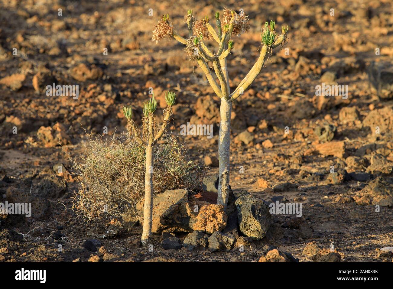 Grand secteur de l'Euphorbe ésule cactus en Tenerife, Espagne. Banque D'Images