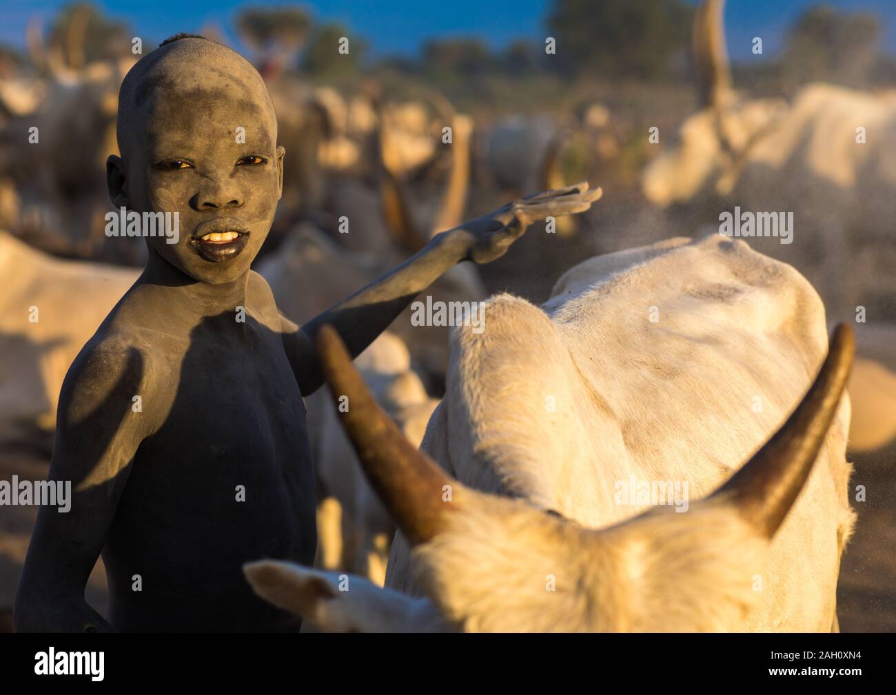 Mundari tribe boy en prenant soin de la longues cornes vaches dans le camp, l'Équatoria central, Terekeka, au Soudan du Sud Banque D'Images