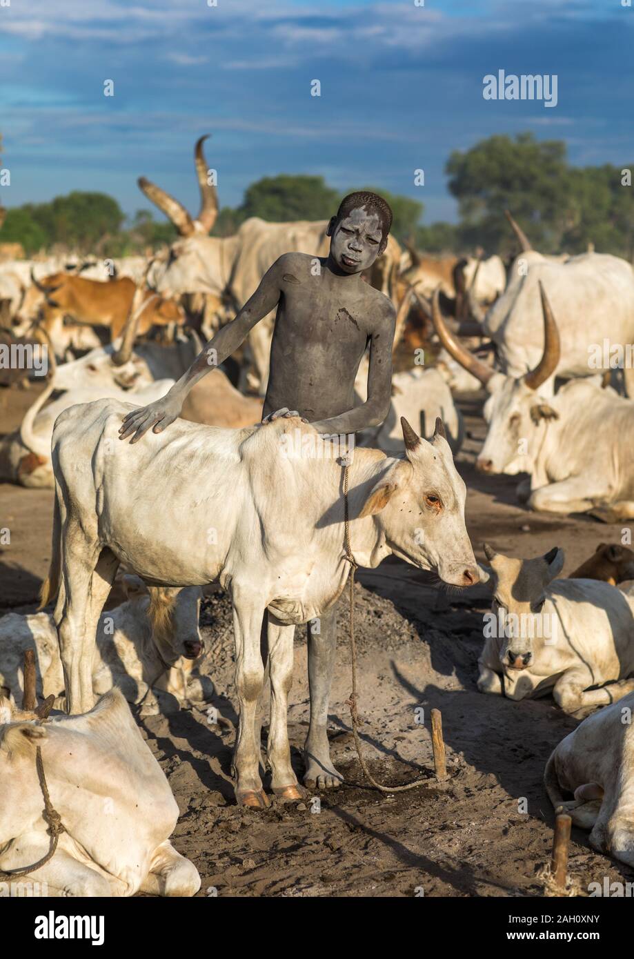 Mundari tribe boy couvrant sa vache dans les cendres des feux de bouse pour repousser les mouches et moustiques, l'Équatoria central, Terekeka, au Soudan du Sud Banque D'Images