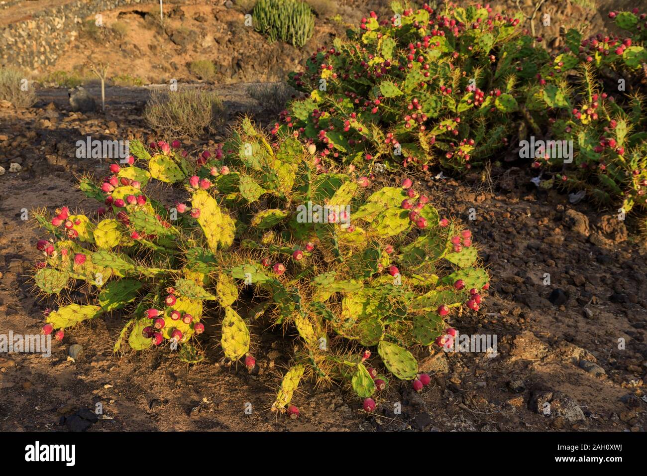Oponce de détail dans le sud de Tenerife, Espagne Banque D'Images