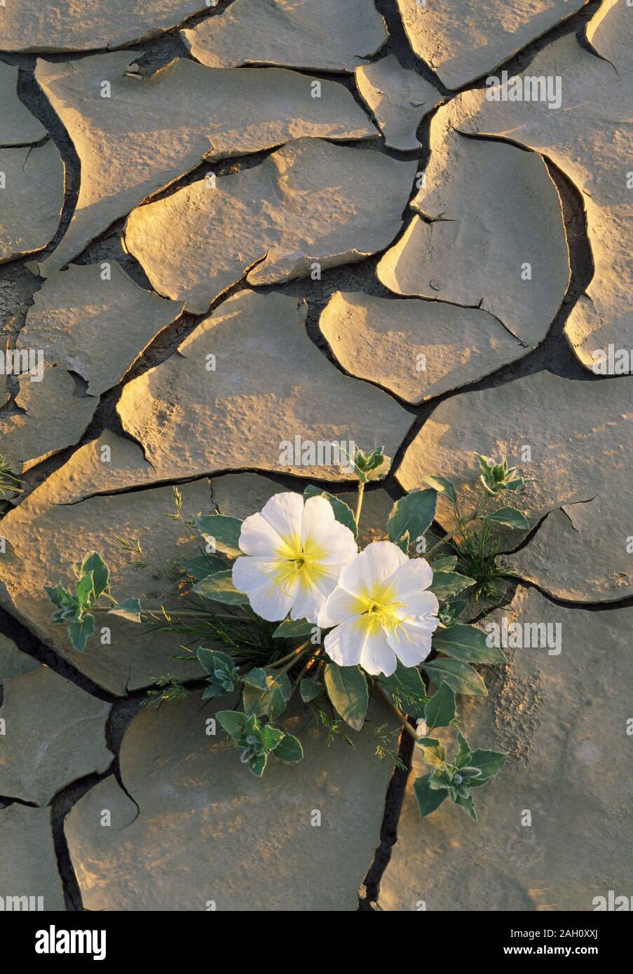 Panier Onagre (Oenothra deltoides) au milieu de la floraison des fissures dans la boue Anza-Borrego Desert State Park, Californie, au printemps. Banque D'Images