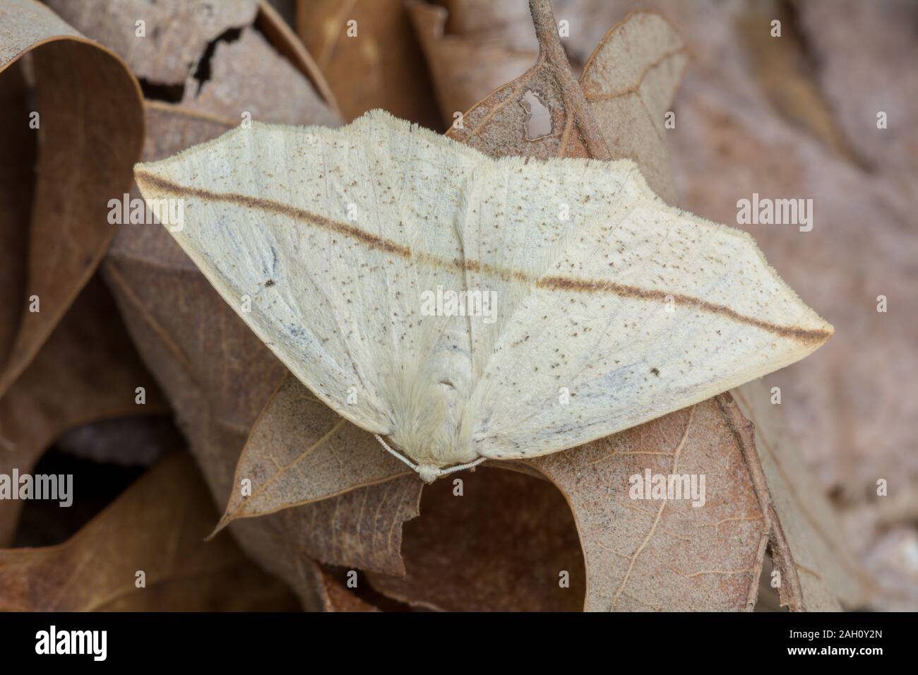 Slate-Line Tetracis crocallata (jaune) des profils reposant sur sol de la forêt. Congaree National Park, Caroline du Sud, au printemps. Banque D'Images