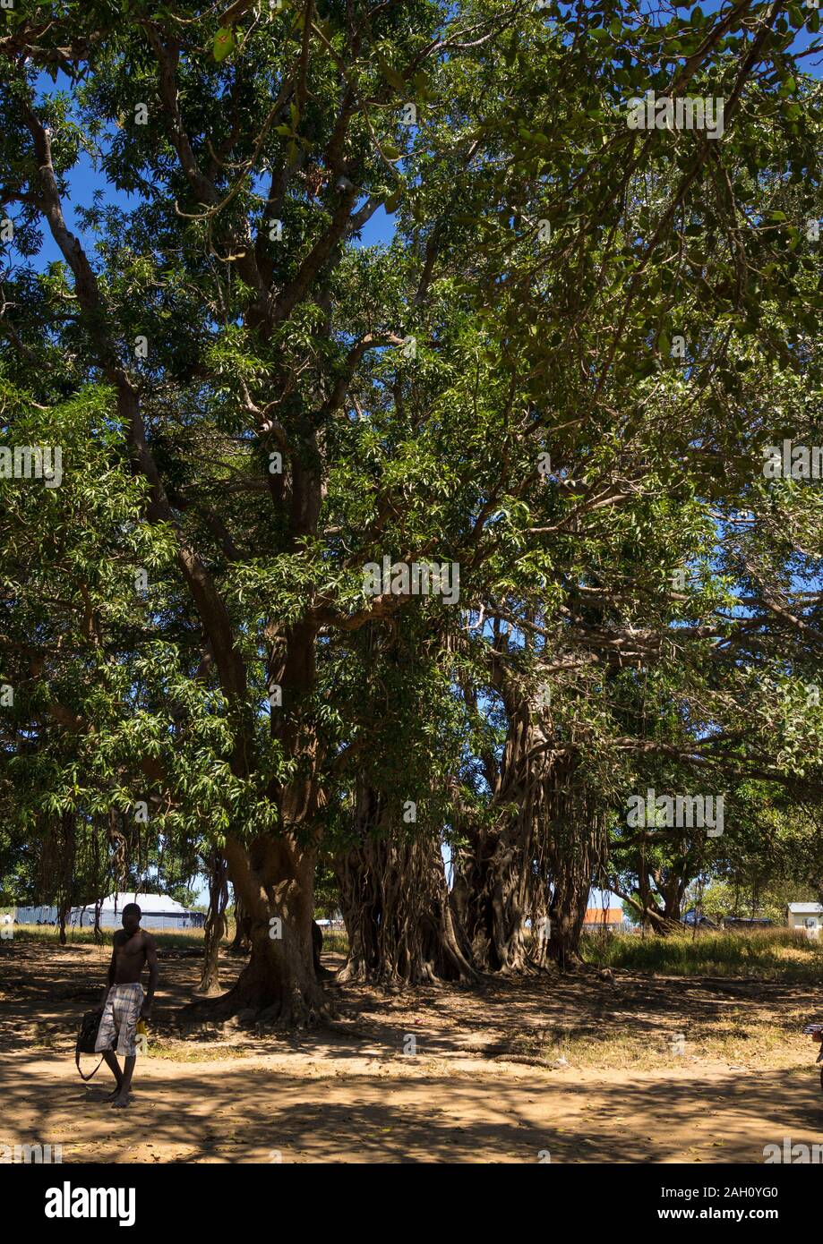 D'énormes arbres le long du Nil blanc, l'Équatoria central, Terekeka, au Soudan du Sud Banque D'Images