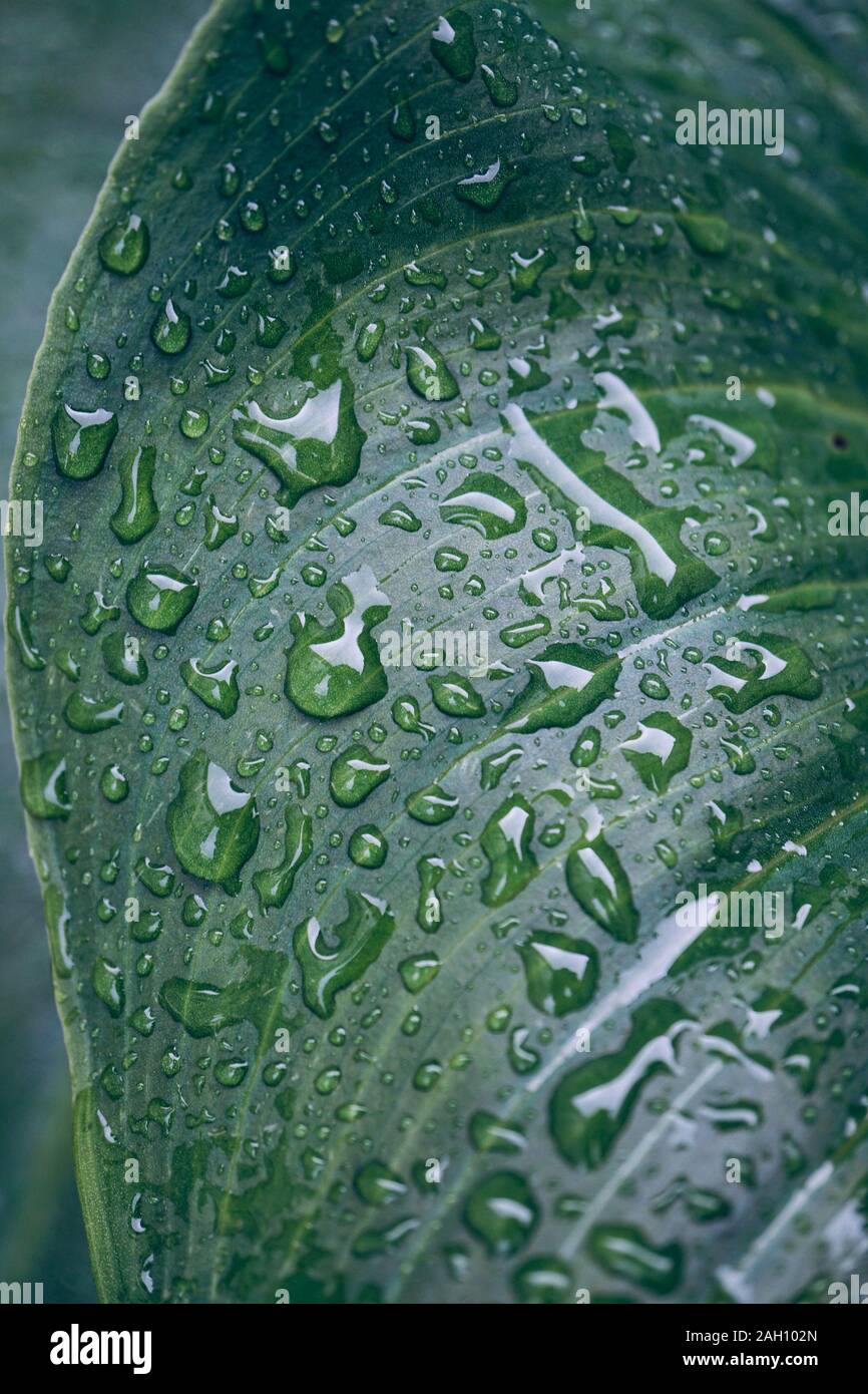 Gouttes de pluie sur les feuilles des plantes vertes dans les jours de pluie, fond vert Banque D'Images