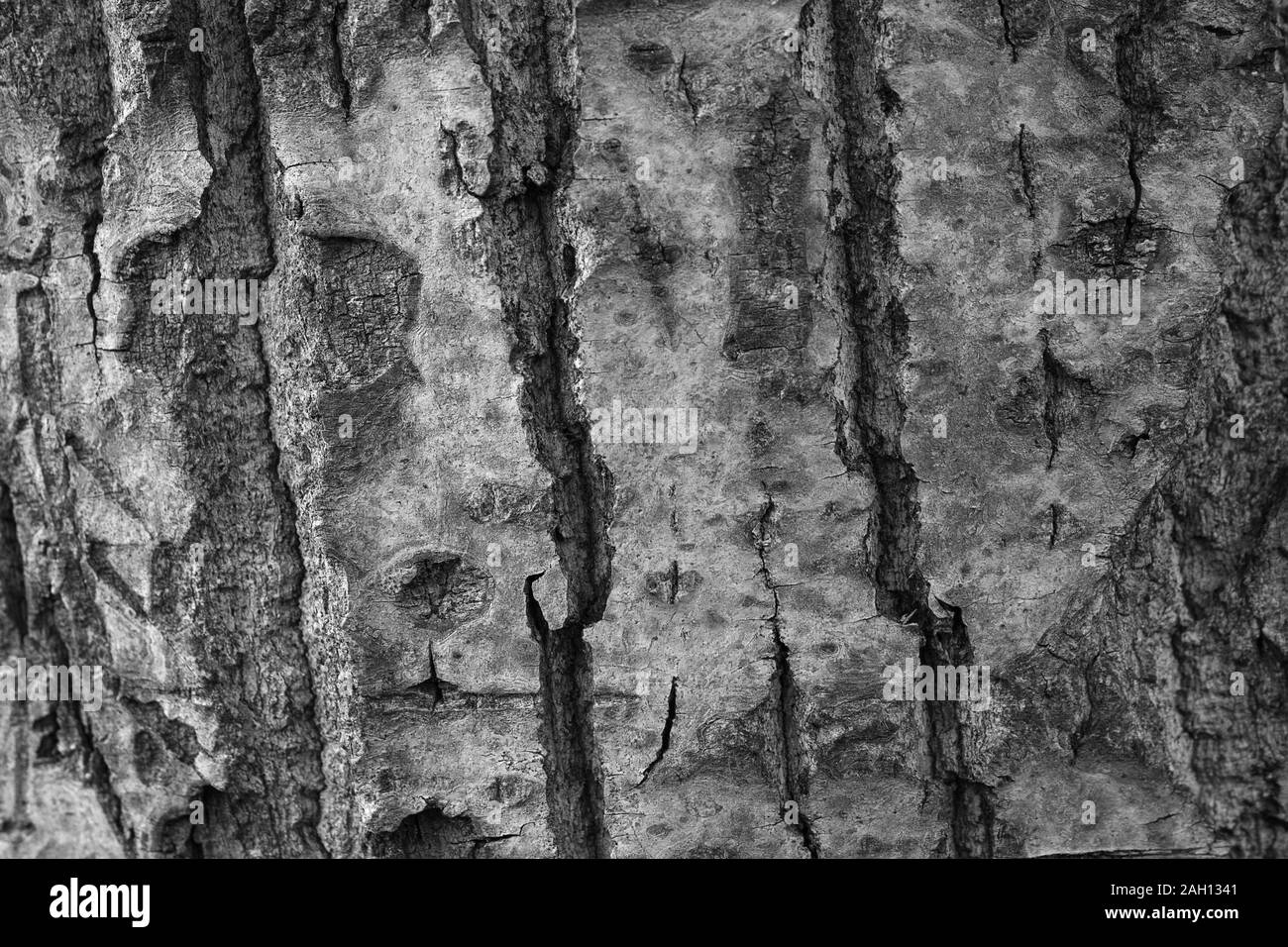 L'écorce des arbres texture background pattern de conception ancienne des fissures Banque D'Images