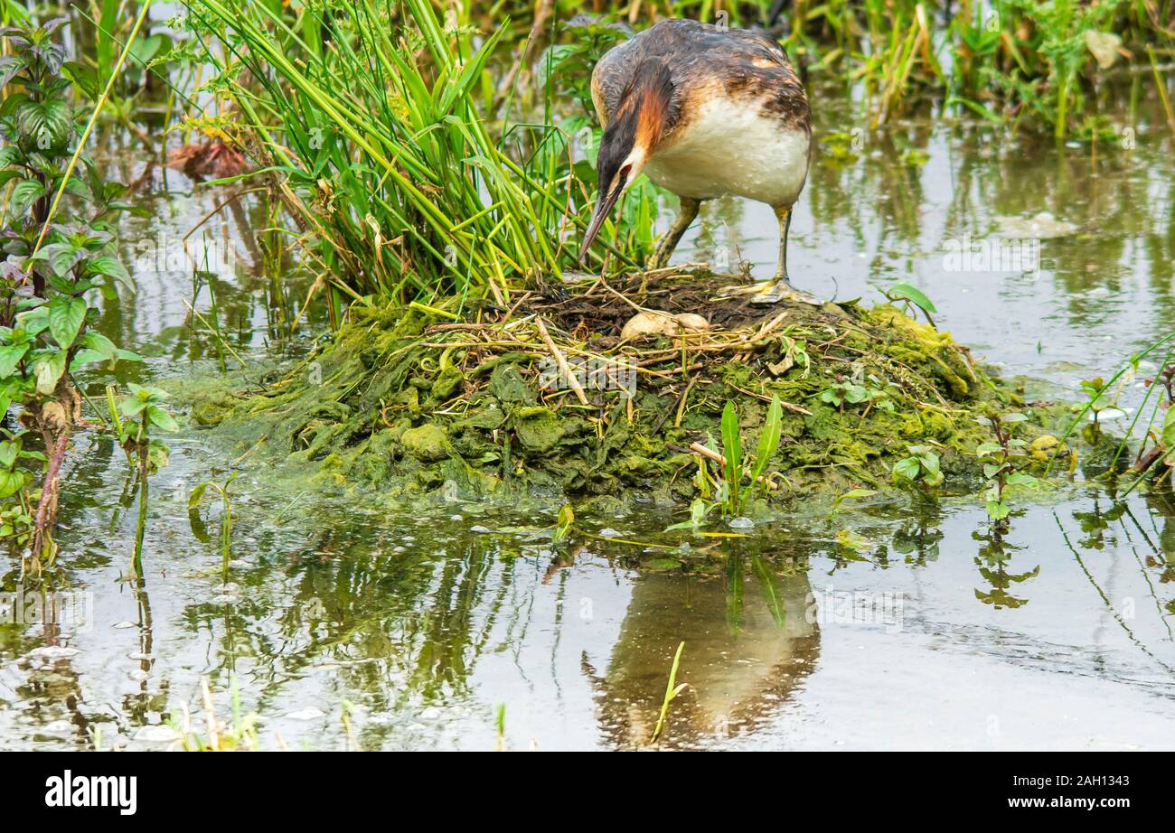 La réserve naturelle de l'eau Rutland Oakham Décembre 2019 : le grèbe huppé est un élégant décoré d'oiseaux d'eau délicieusement panaches tête, et quelque chose d'une réussite des efforts de conservation. La deuxième moitié du xixe siècle a vu la population reproductrice réduit à aussi peu que 30 paires. Cela a conduit à la réussite de leurs campagnes contre le piégeage et le tir des oiseaux plumage, leaing à succession de lois sur la protection des oiseaux de la population de voir se rétablir. Rutland Water Nature Reserve est l'un des plus importants d'oiseaux migrateurs dans le pays et à la maison pour ce bel oiseau peut être vu sur le réservoir sho Banque D'Images