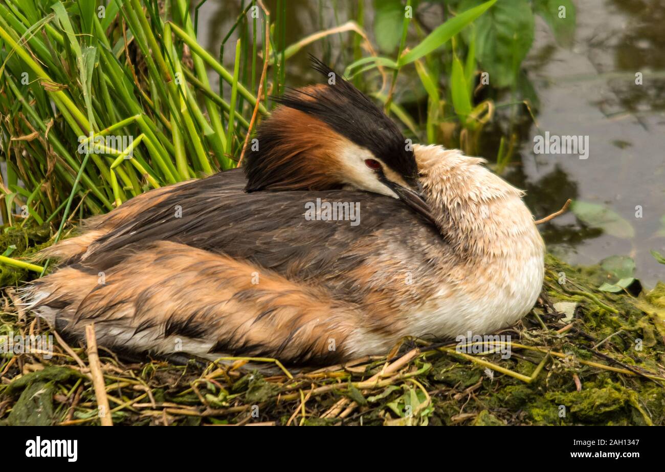 La réserve naturelle de l'eau Rutland Oakham Décembre 2019 : le grèbe huppé est un élégant décoré d'oiseaux d'eau délicieusement panaches tête, et quelque chose d'une réussite des efforts de conservation. La deuxième moitié du xixe siècle a vu la population reproductrice réduit à aussi peu que 30 paires. Cela a conduit à la réussite de leurs campagnes contre le piégeage et le tir des oiseaux plumage, leaing à succession de lois sur la protection des oiseaux de la population de voir se rétablir. Rutland Water Nature Reserve est l'un des plus importants d'oiseaux migrateurs dans le pays et à la maison pour ce bel oiseau peut être vu sur le réservoir sho Banque D'Images