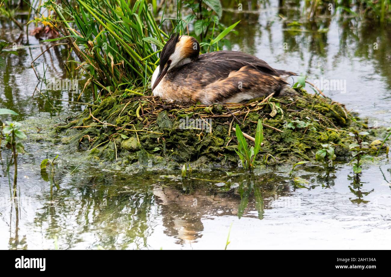 La réserve naturelle de l'eau Rutland Oakham Décembre 2019 : le grèbe huppé est un élégant décoré d'oiseaux d'eau délicieusement panaches tête, et quelque chose d'une réussite des efforts de conservation. La deuxième moitié du xixe siècle a vu la population reproductrice réduit à aussi peu que 30 paires. Cela a conduit à la réussite de leurs campagnes contre le piégeage et le tir des oiseaux plumage, leaing à succession de lois sur la protection des oiseaux de la population de voir se rétablir. Rutland Water Nature Reserve est l'un des plus importants d'oiseaux migrateurs dans le pays et à la maison pour ce bel oiseau peut être vu sur le réservoir sho Banque D'Images