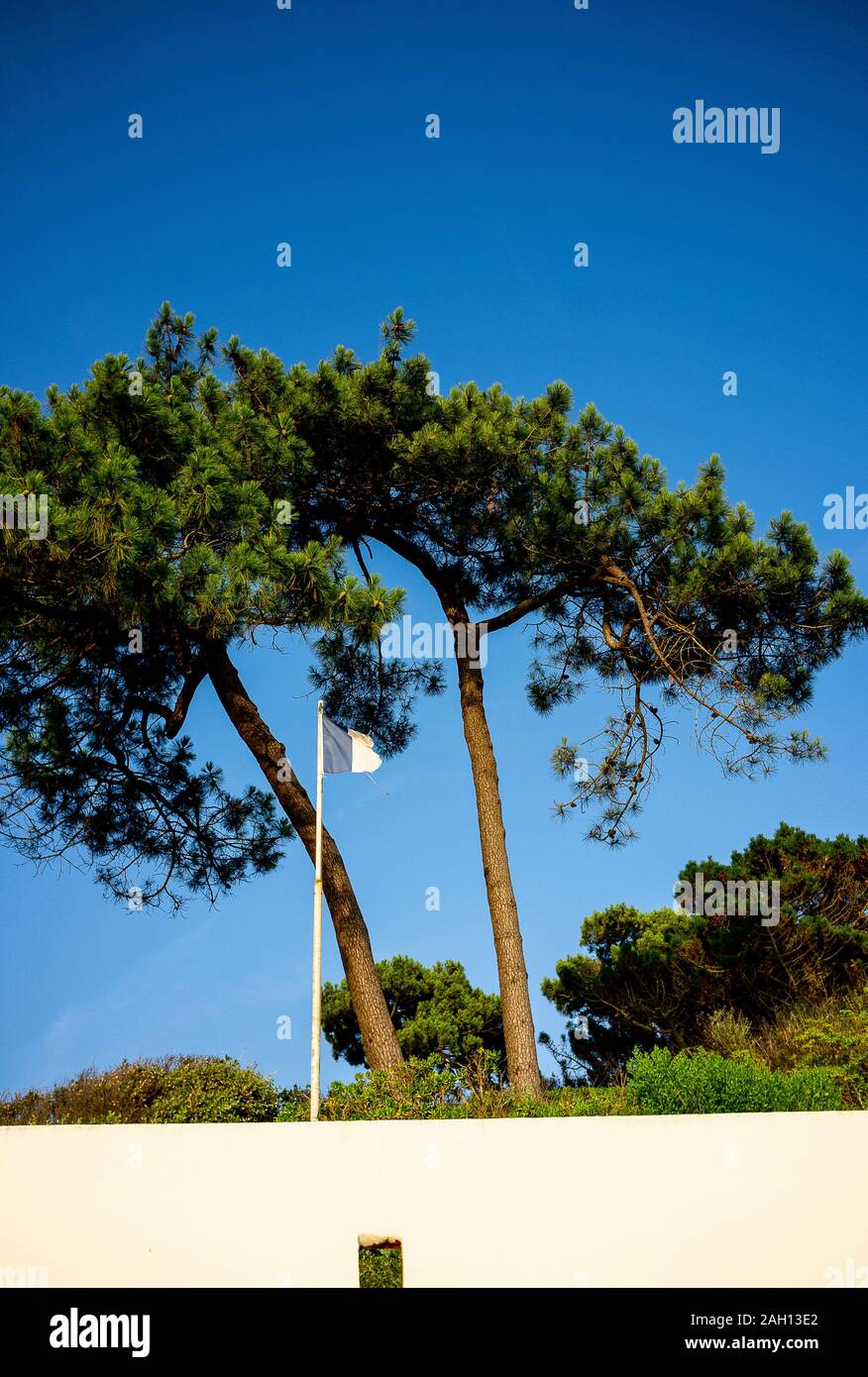 Vert des arbres contre le ciel bleu acier Banque D'Images