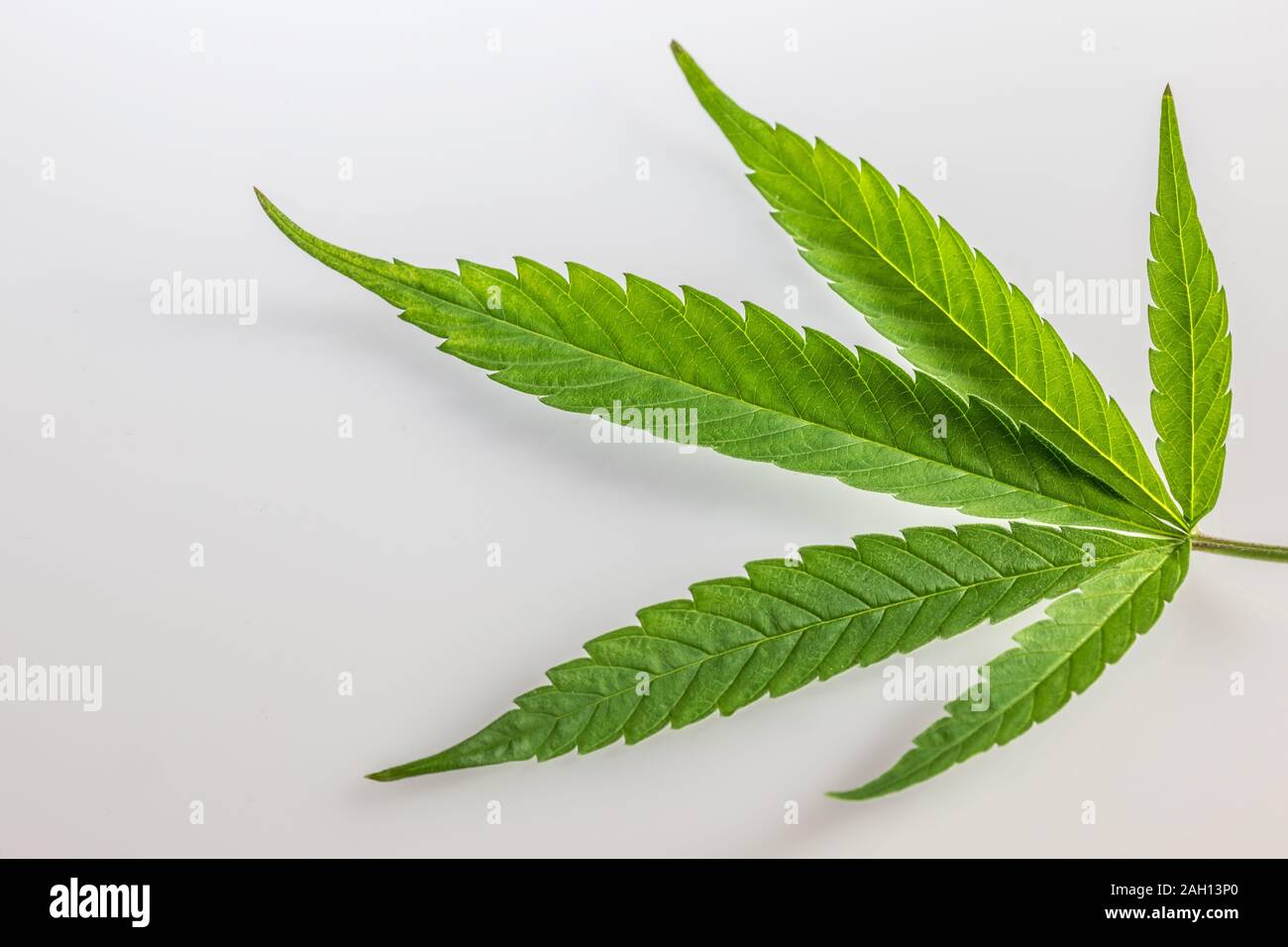 Feuille de cannabis isolé sur fond blanc Banque D'Images