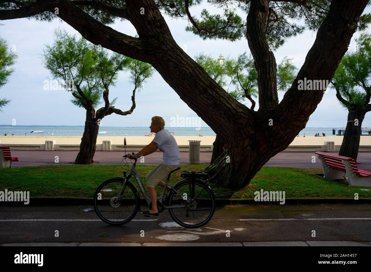 Cycliste passant sur un boulevard à côté de la plage au-dessous des arbres Banque D'Images