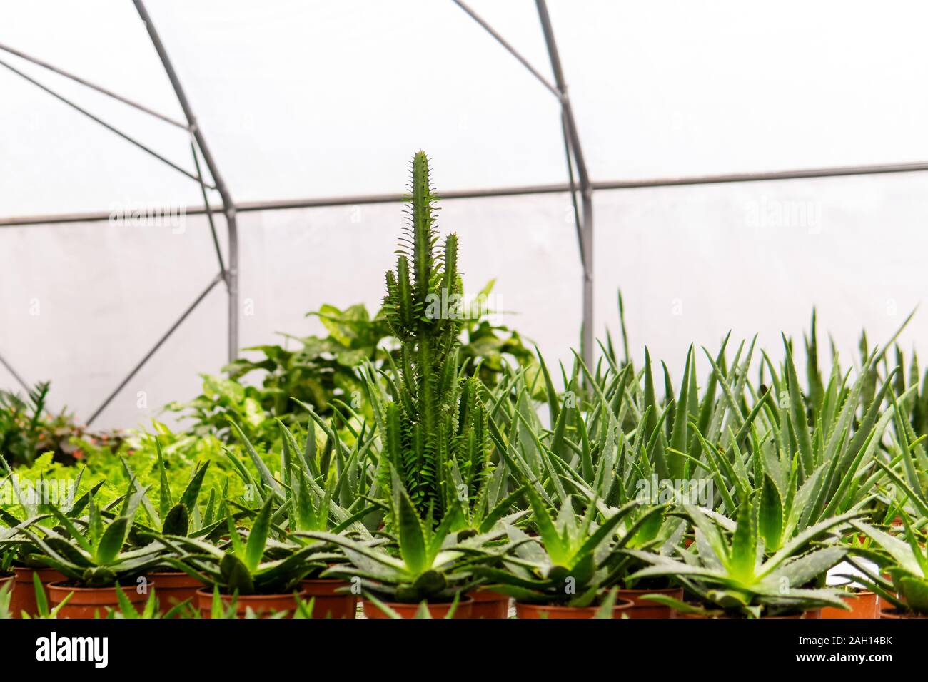 Tropical intérieur diverses plantes succulentes dans une serre Banque D'Images