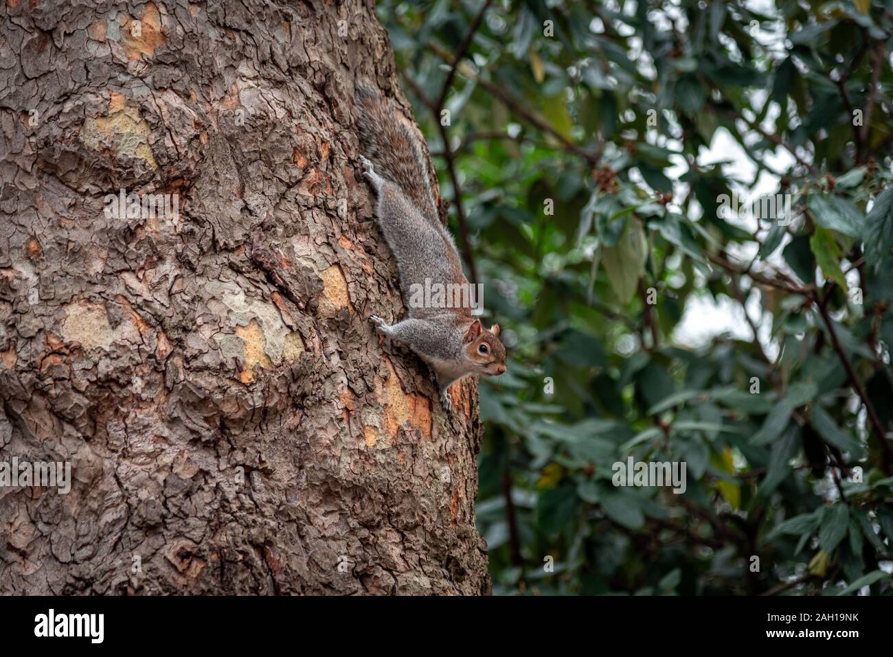 Drôle et adorable écureuil grimper sur un arbre alors que la recherche de nourriture. Banque D'Images