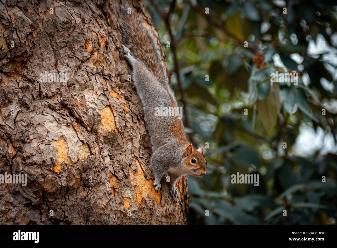 Drôle et adorable écureuil grimper sur un arbre alors que la recherche de nourriture. Banque D'Images