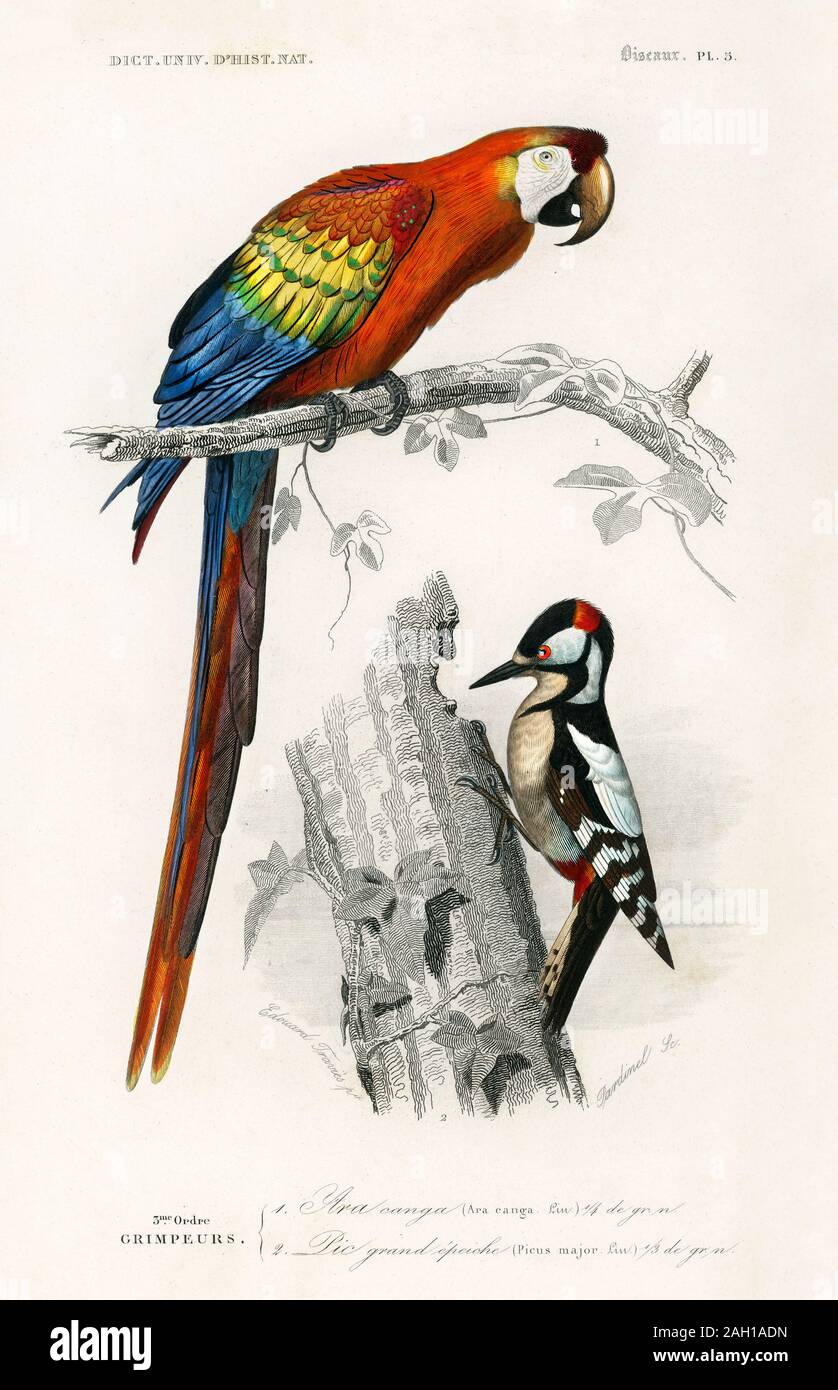 illustration d'oiseaux vintage Banque D'Images