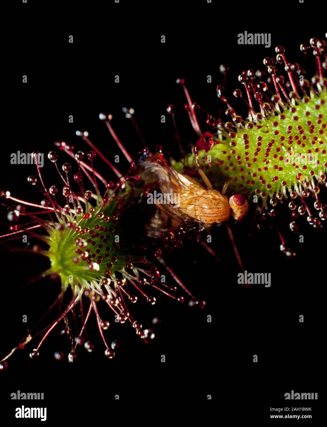 Les feuilles des plantes insectivores Sundew capturés avec fly Banque D'Images