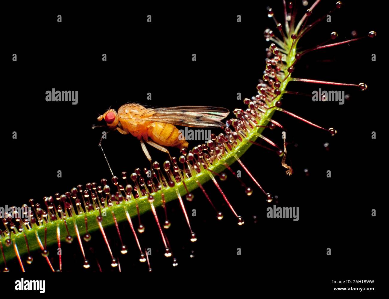 Les feuilles des plantes insectivores Sundew capturés avec fly Banque D'Images
