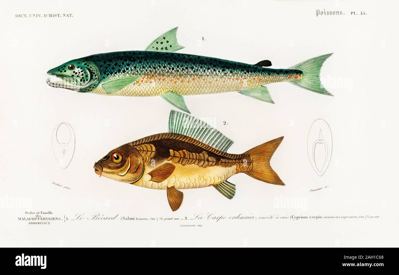 Illustration de poissons vintage Banque D'Images