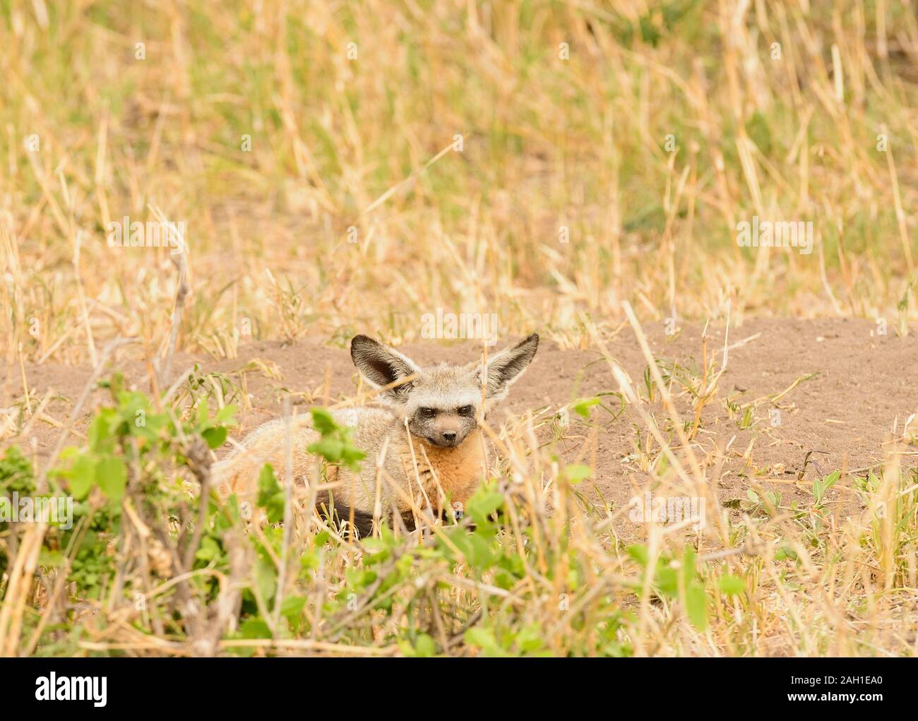 Bat Eared Fox (Otocyon megalotis) regarder Banque D'Images