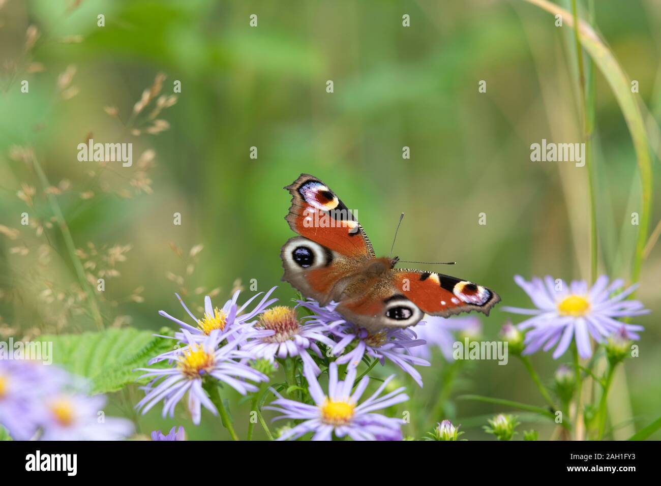Un papillon européen de paon (Aglais IO) Basking sur des fleurs de Michaelmas Daisy (Symphyotrichum Novi-Belgii) Banque D'Images