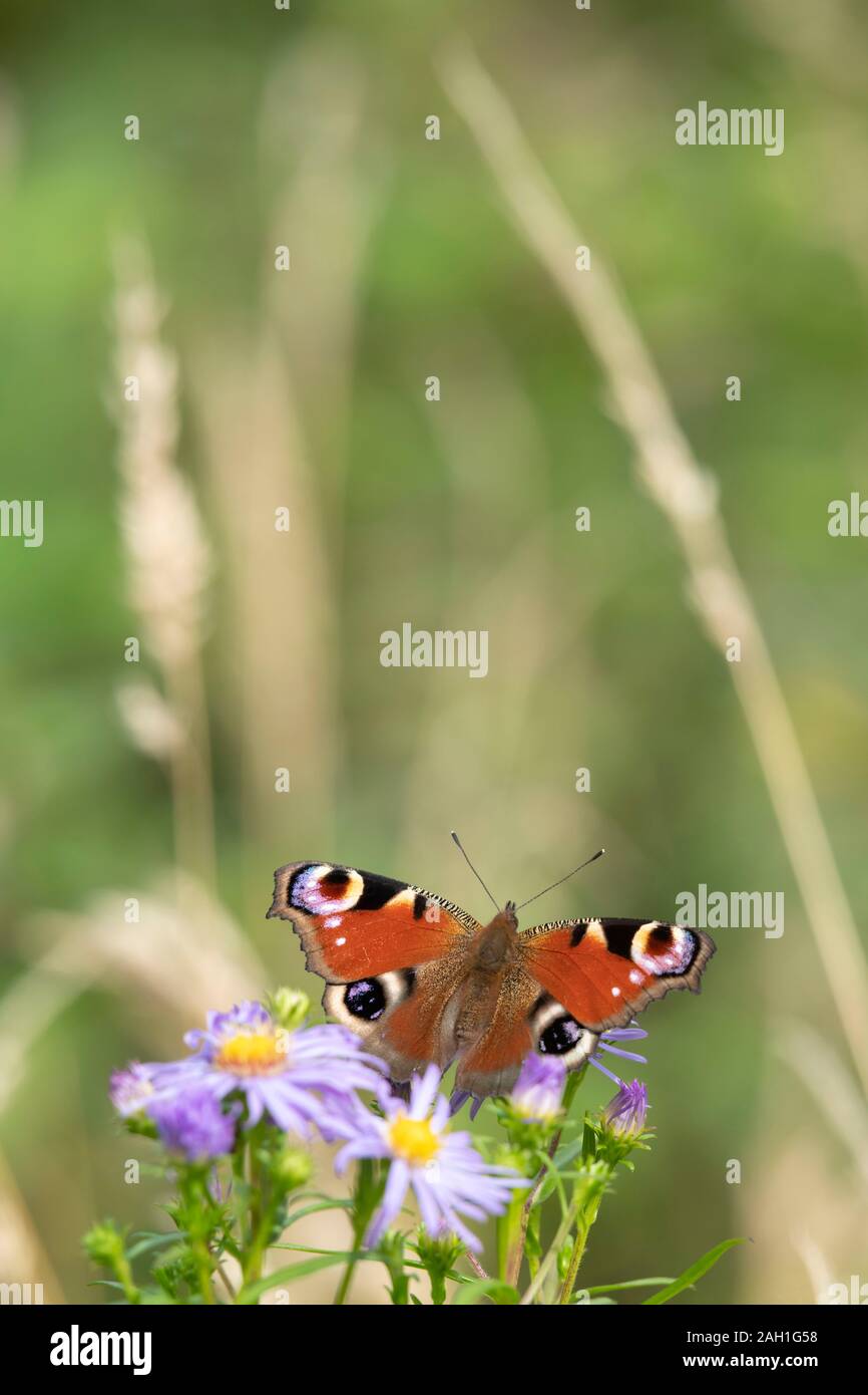 Un papillon européen de paon (Aglais IO) Basking sur les fleurs d'une pâquerette de Michaelmas (Symphyotrichum Novi-Belgii) Banque D'Images