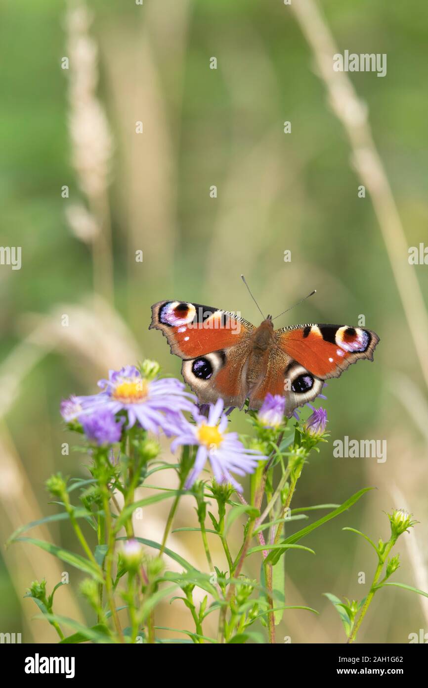 Un papillon de paon (Aglais IO) Basking sur une fleur de pâquerette de Michaelmas (Symphyotrichum Novi-Belgii) Banque D'Images