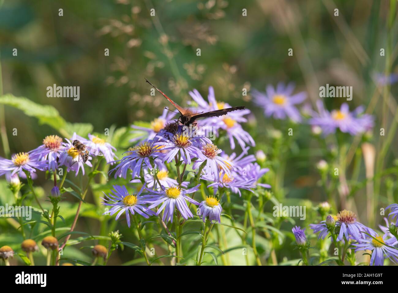 Un papillon de paon (Aglais IO) se nourrit d'une pâquerette de Michaelmas avec une deuxième insecte, peut-être une mouche à tête morte (Myathropa Florea), sur une fleur adjacente Banque D'Images