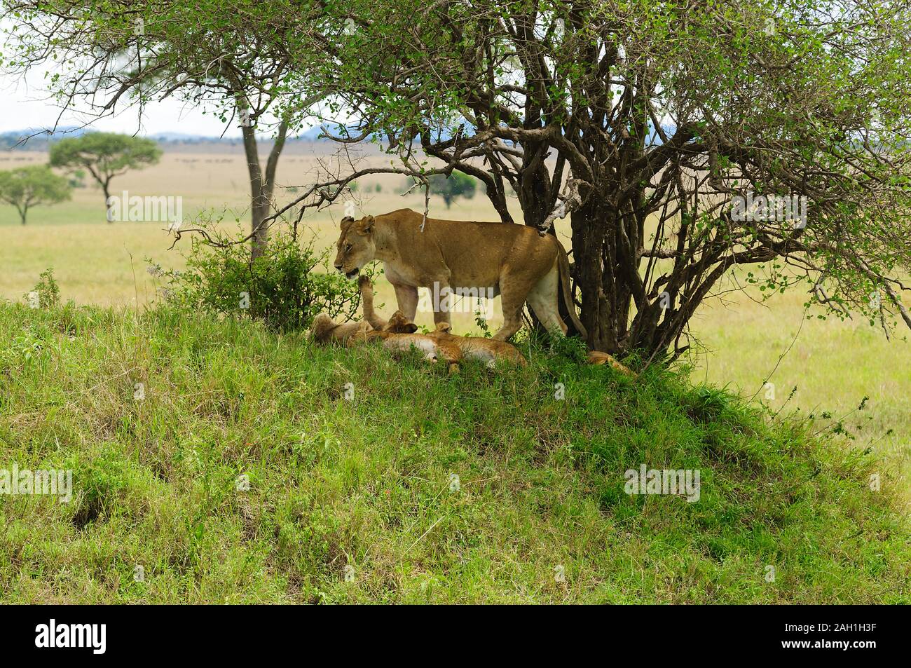 Libre d'un Lion pride (nom scientifique : Panthera leo, ou 'simba' en Swaheli) dans le Serengeti/Tarangire, le lac Manyara, le parc national de Ngorogoro, Ta Banque D'Images