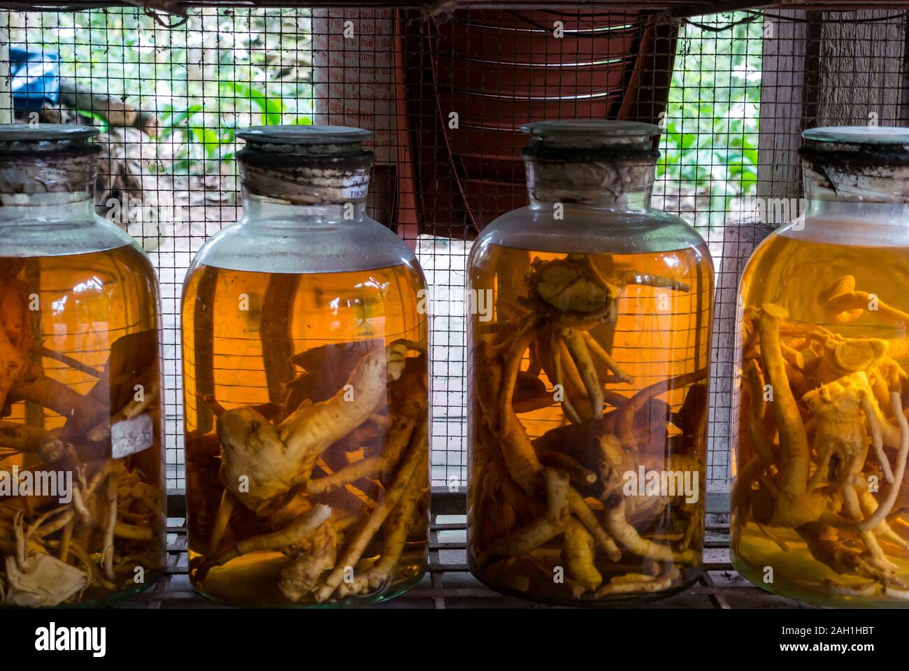 Les racines des plantes ont été décapées et conservés dans des bocaux en verre, Hai Thai village ethnique Mode de vie traditionnel, province de Thai Nguyen, Nord du Vietnam, Asie Banque D'Images