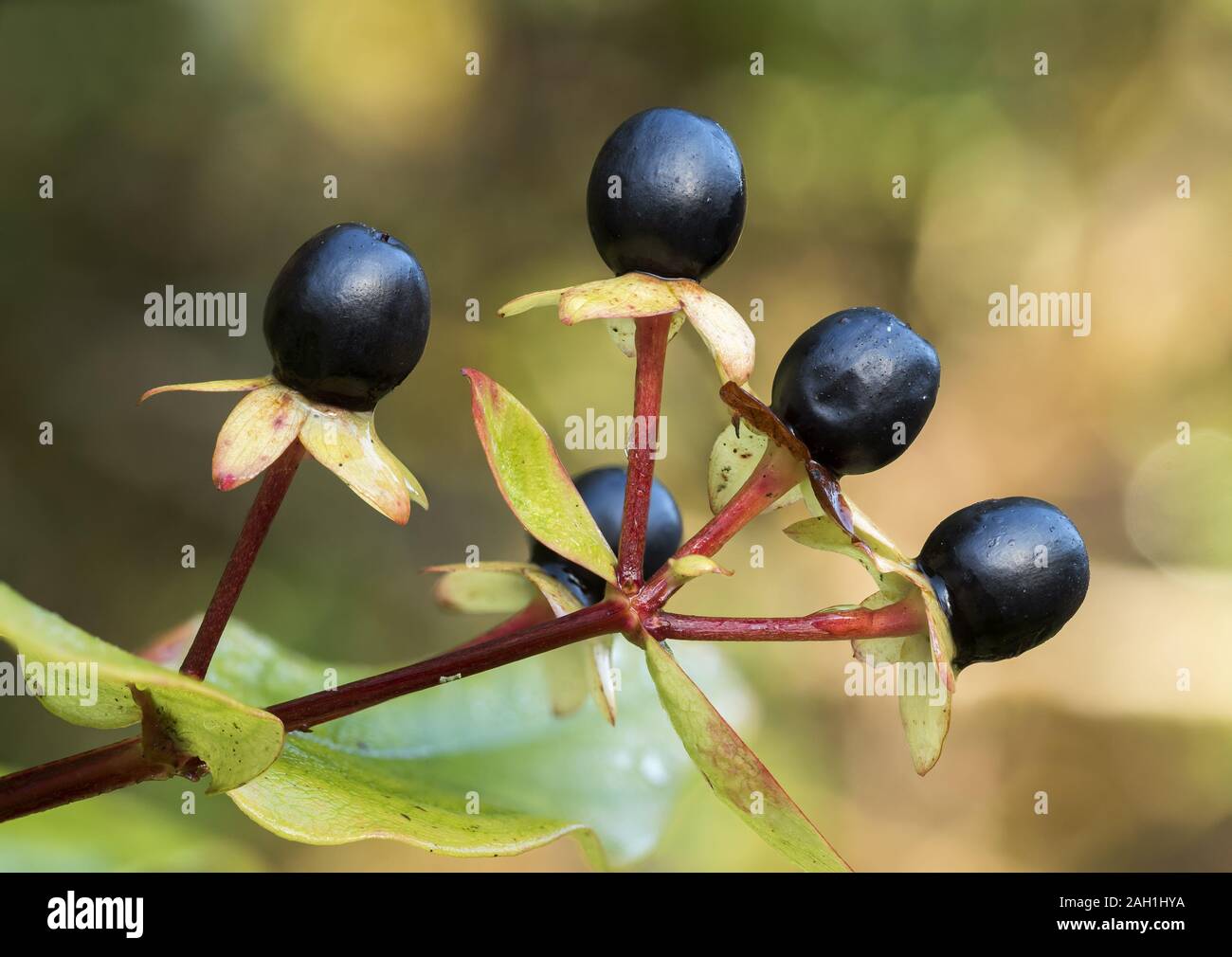 Les baies mûres de l'arbuste (Tutsan Hypericum androsaemum) en décembre. Tipperary, Irlande Banque D'Images