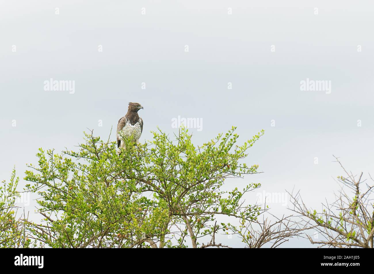 (Polemaetus bellicosus Martial Eagle) reposant dans un arbre Banque D'Images