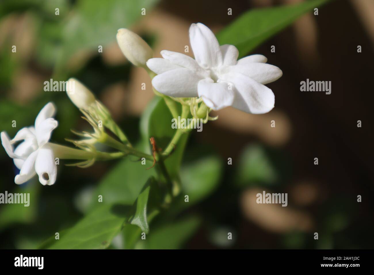 Fleurs de jasmin Banque D'Images