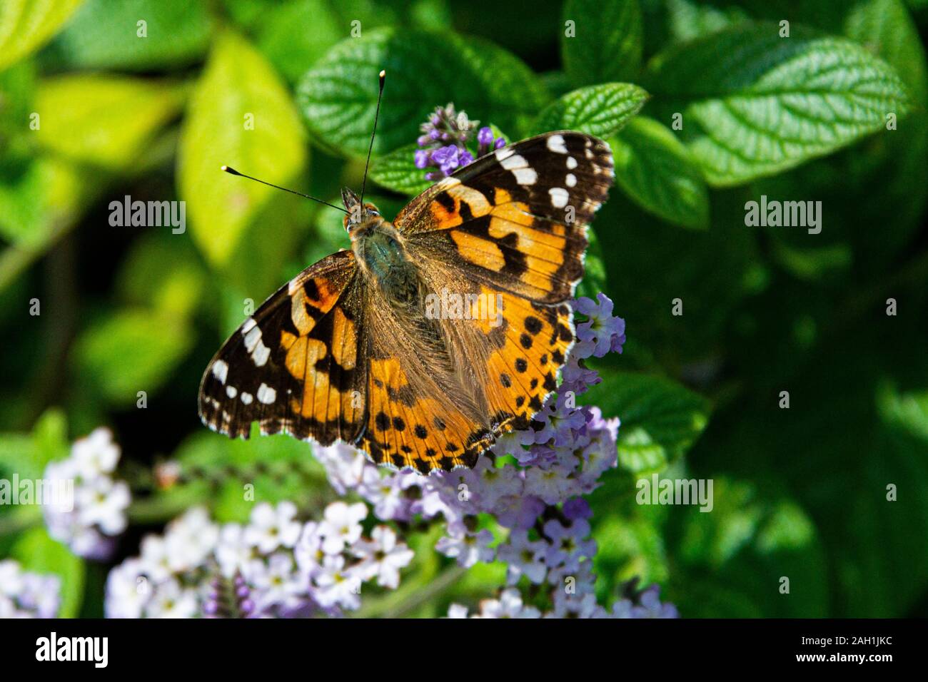 Un papillon belle dame (Vanessa cardui) Banque D'Images