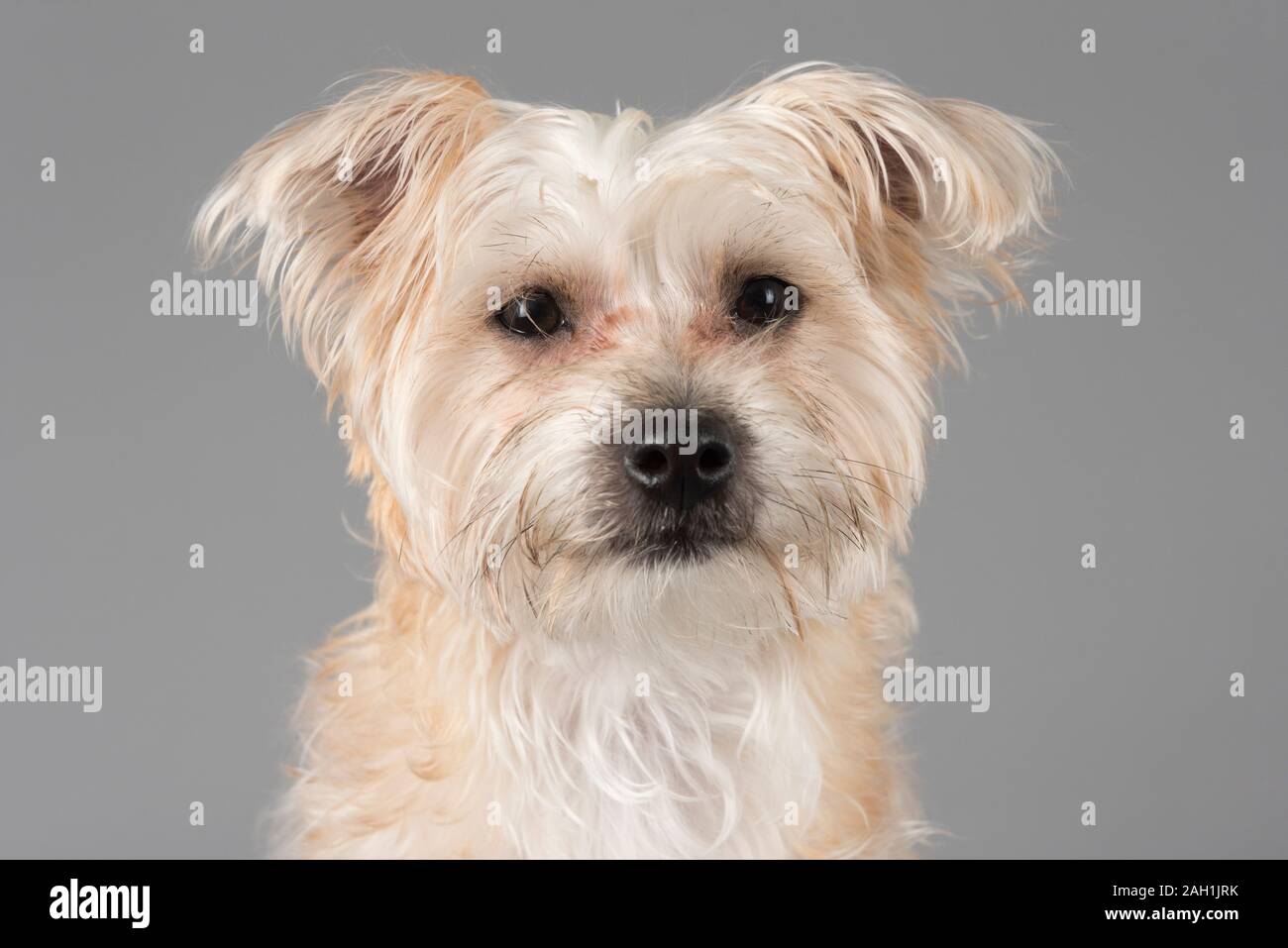 Un chien morkie (croix entre un maltais et un Yorkshire Terrier), chiot, homme, Royaume-Uni. Banque D'Images