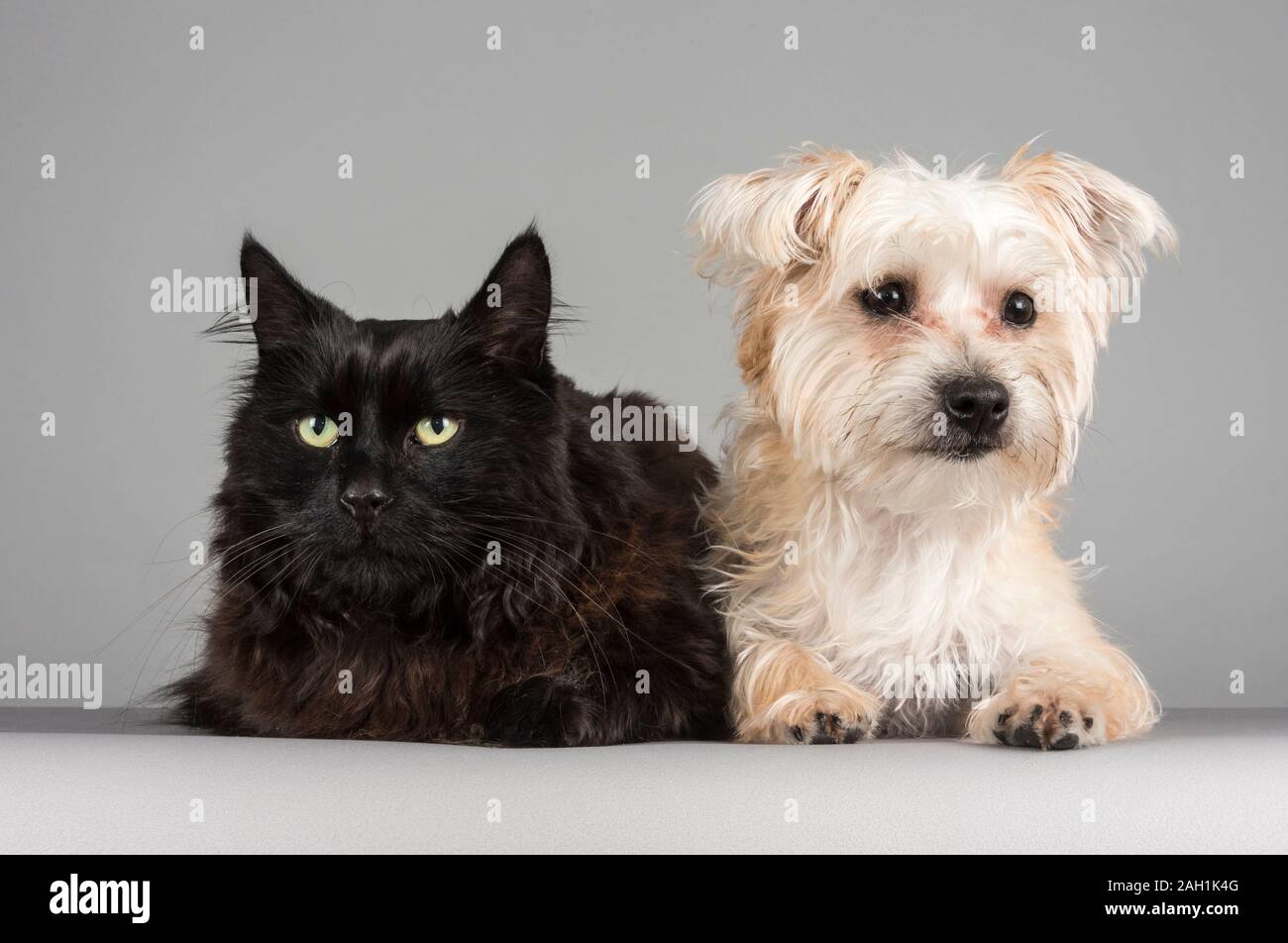 Chat et chien, Royaume-Uni. Banque D'Images
