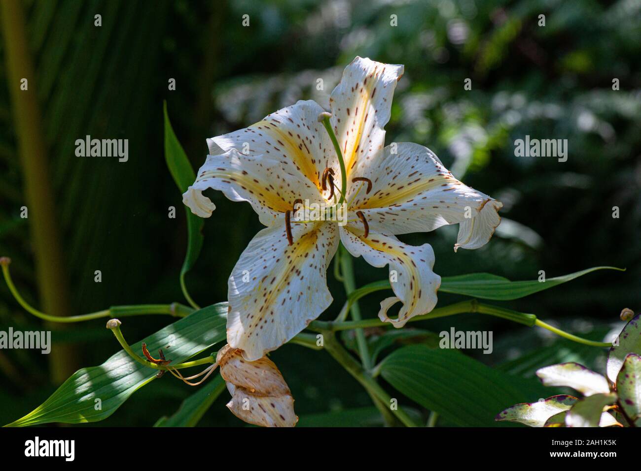Un lys doré du Japon (Lilium auratum Photo Stock - Alamy