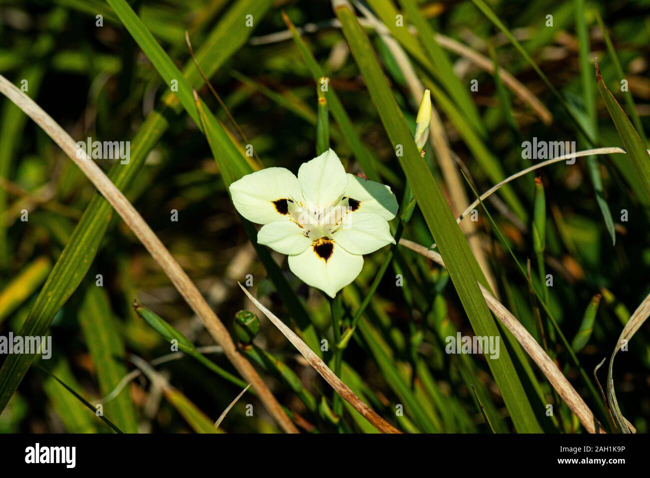 La fleur jaune pâle d'un drapeau papillon (Dietes bicolor) Banque D'Images