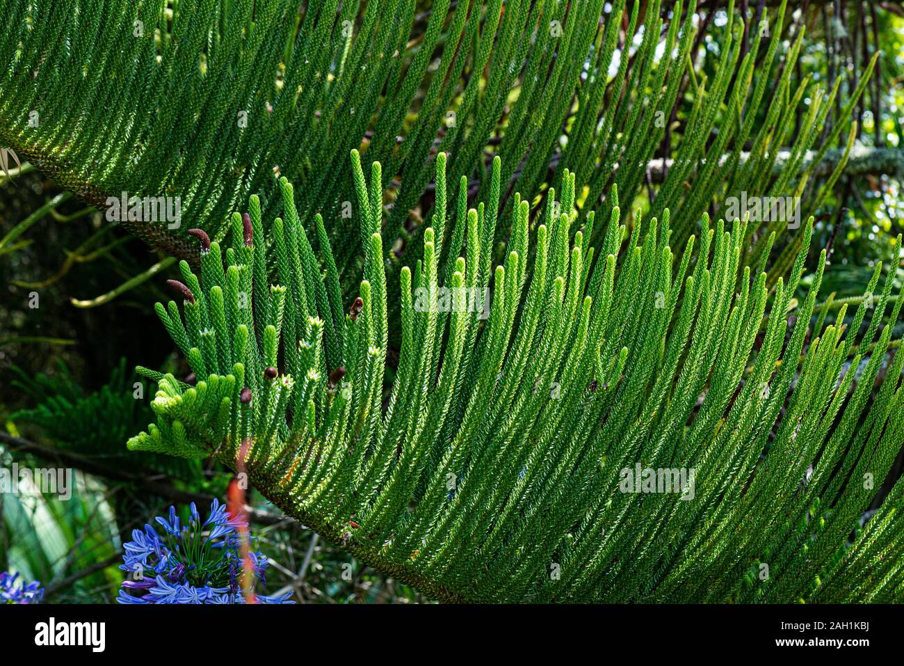 Les branches d'un pin de l'île Norfolk (Araucaria heterophylla) Banque D'Images