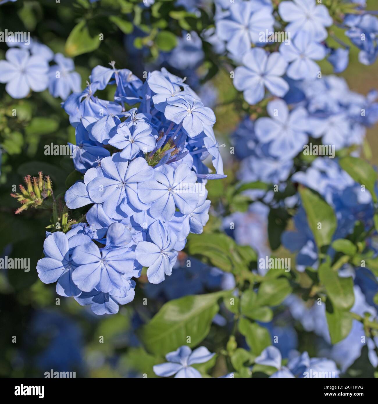 Plumbago auriculata plumbago, floraison en été, Banque D'Images