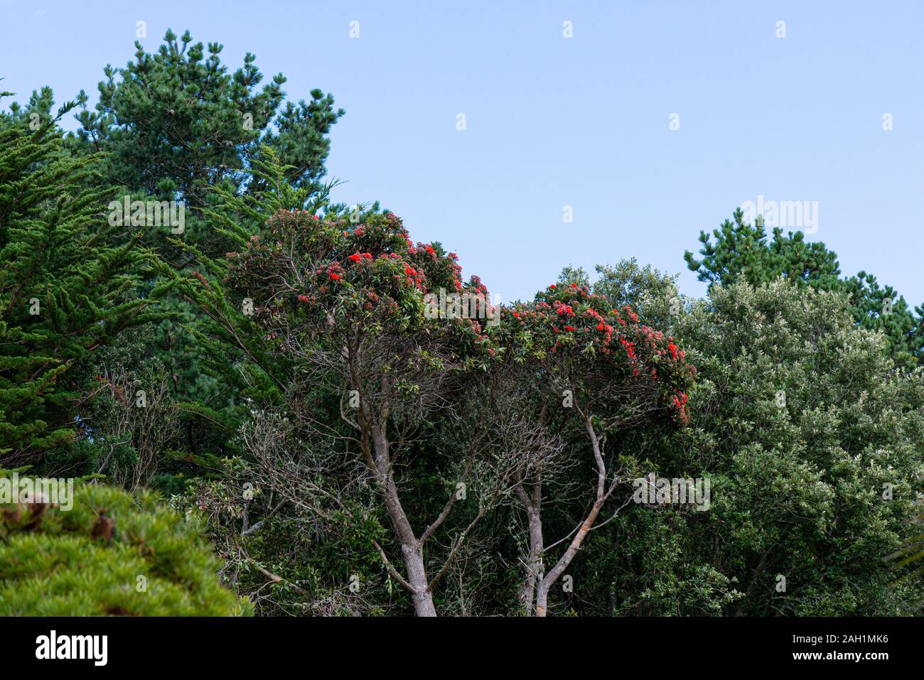 Une floraison rouge Albany gum tree (Corymbia ficifolia) Banque D'Images