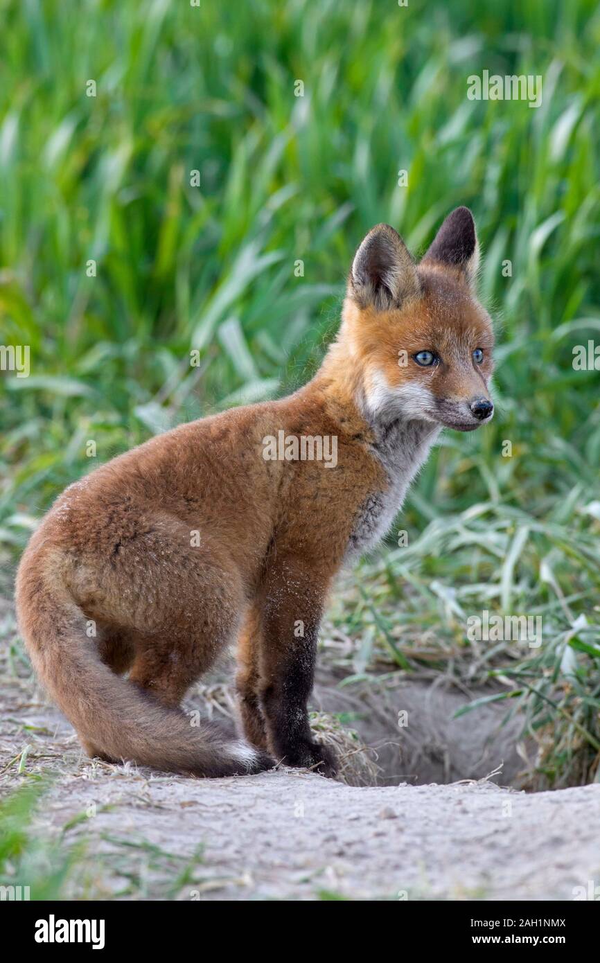 Les jeunes red fox (Vulpes vulpes) kit unique sortant d'enfouir dans les prairies / prairie au printemps Banque D'Images