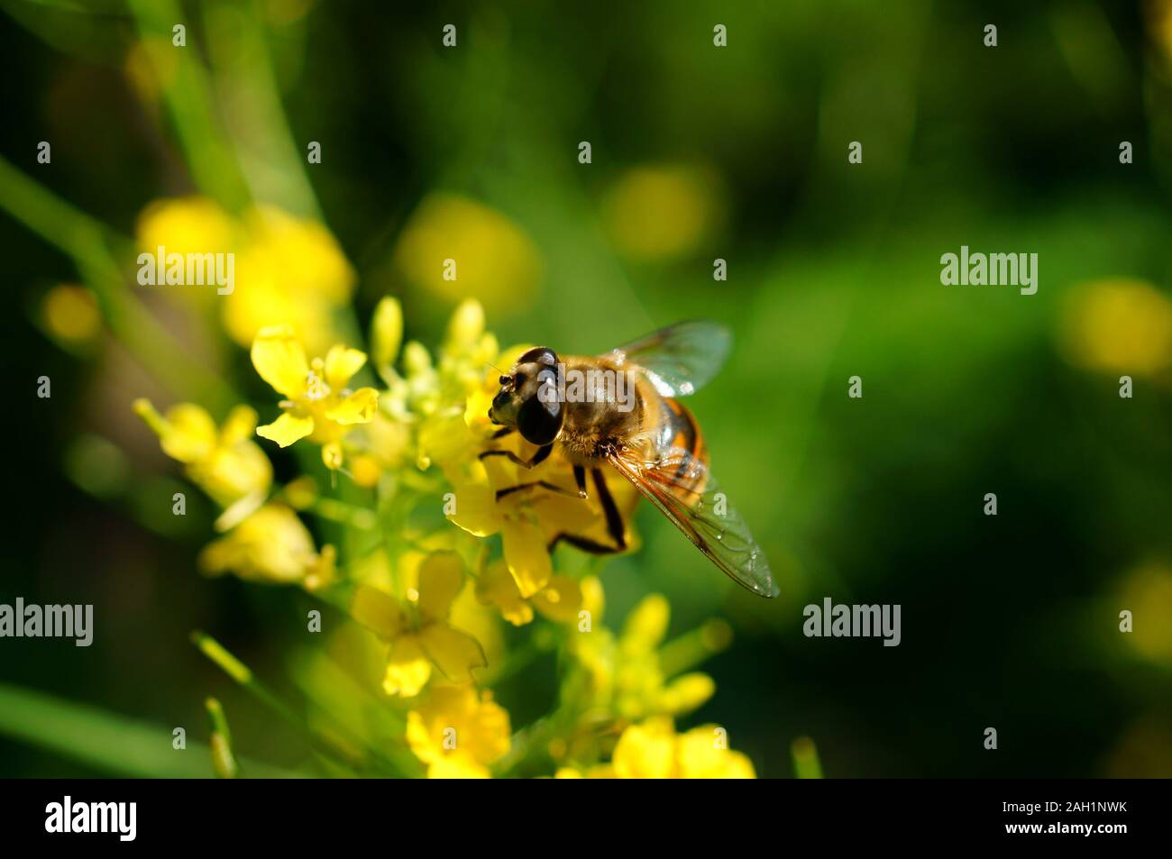 Photo d'une abeille dans les fleurs. Fond naturel. Banque D'Images