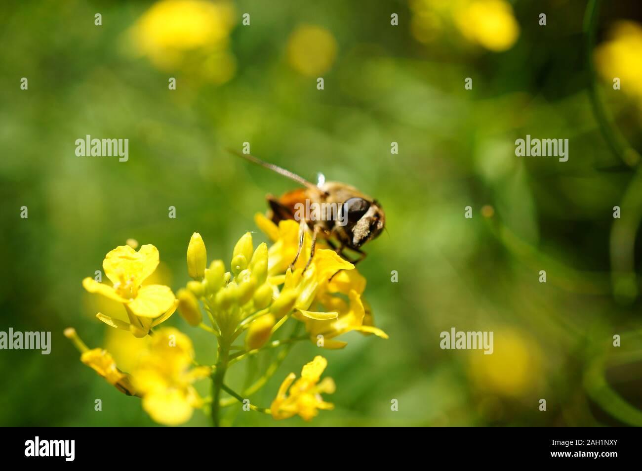 Photo d'une abeille dans les fleurs. Fond naturel. Banque D'Images