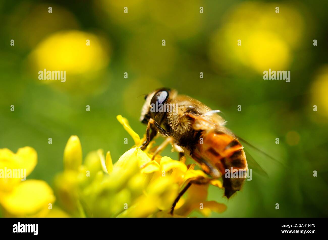 Photo d'une abeille dans les fleurs. Fond naturel. Banque D'Images