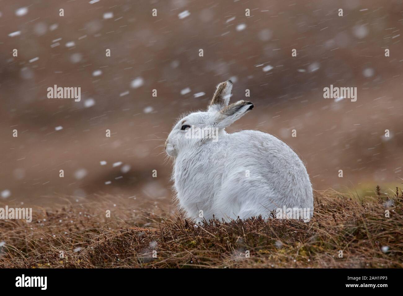 Lièvre lièvre / Alpine / neige hare (Lepus timidus) en pelage d'hiver blanc se reposant dans les landes landes / neige pendant au printemps Banque D'Images