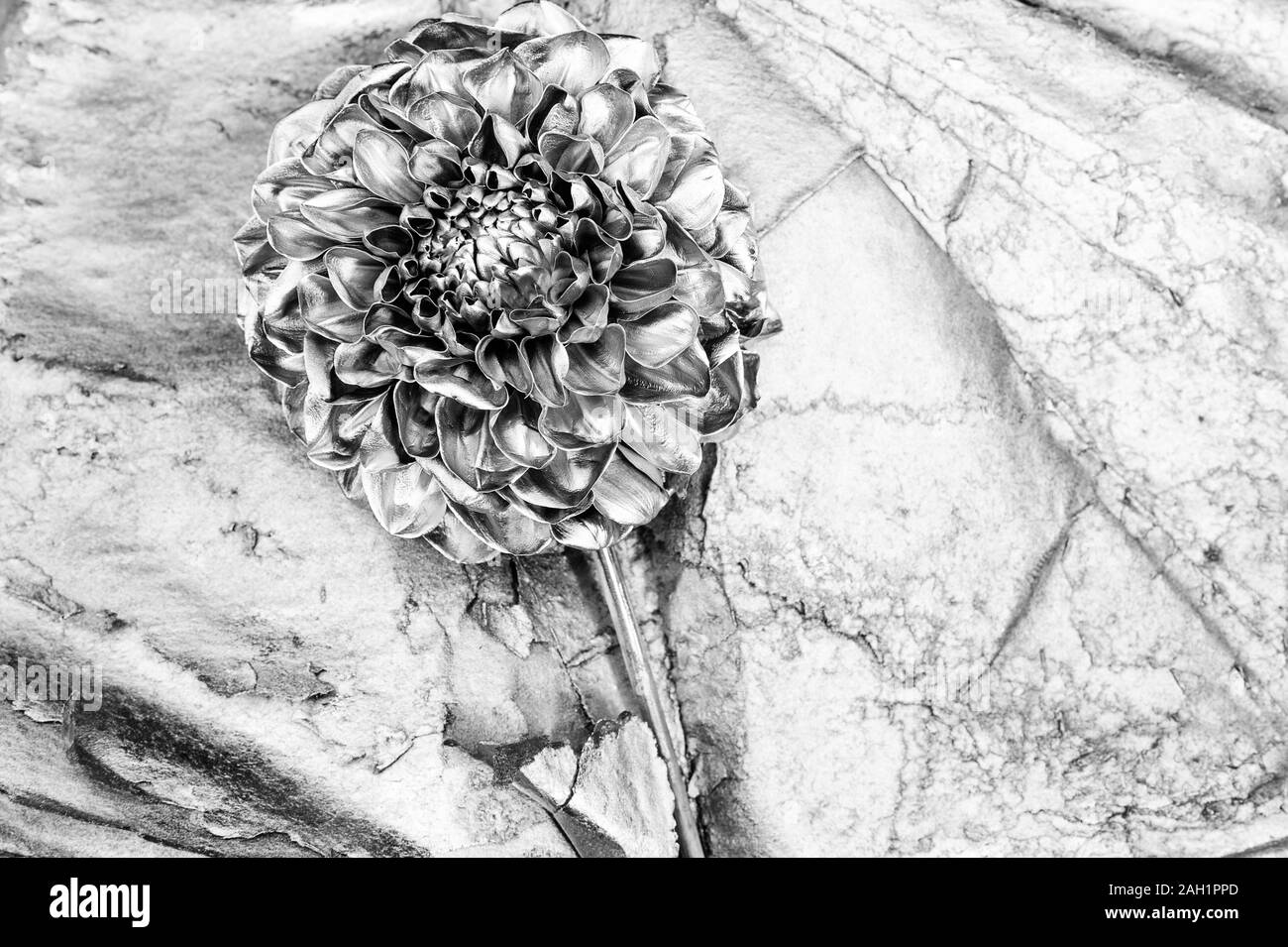 La richesse et la richesse et le succès de luxe.. en métal décor antique. la floristique des affaires. Vintage. grunge. beauté fleur de chrysanthème argent. copie espace. du vrai pièces florales. Banque D'Images